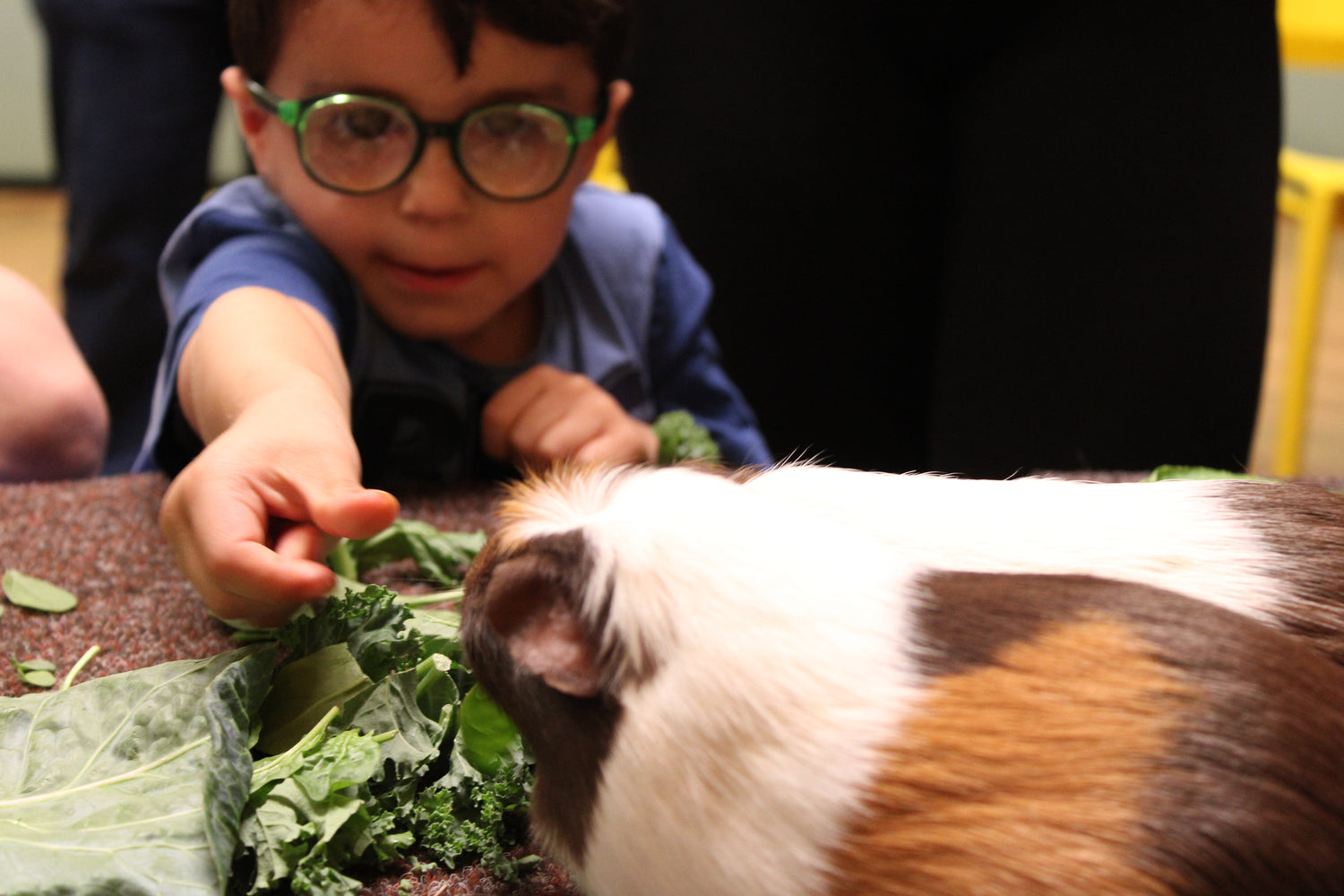 Young boy feeding a guinea pig with kale on a table